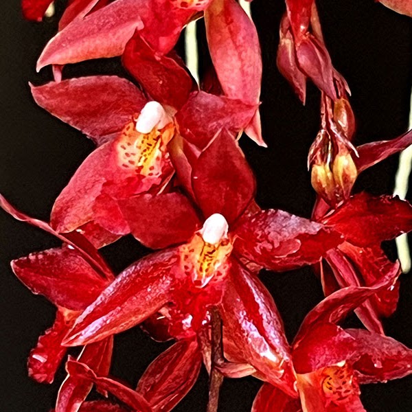 Oncidium Alliance orchids at Natt's Orchids