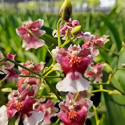 Oncidium Jairak Fragrance (Twinkle x Yuan Nan — Oncidium Alliance, Natt's Orchids