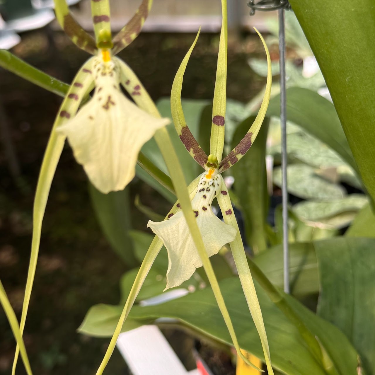 Brassia Rex 'Sakata' AM/AOS — Oncidium Alliance, Natt's Orchids