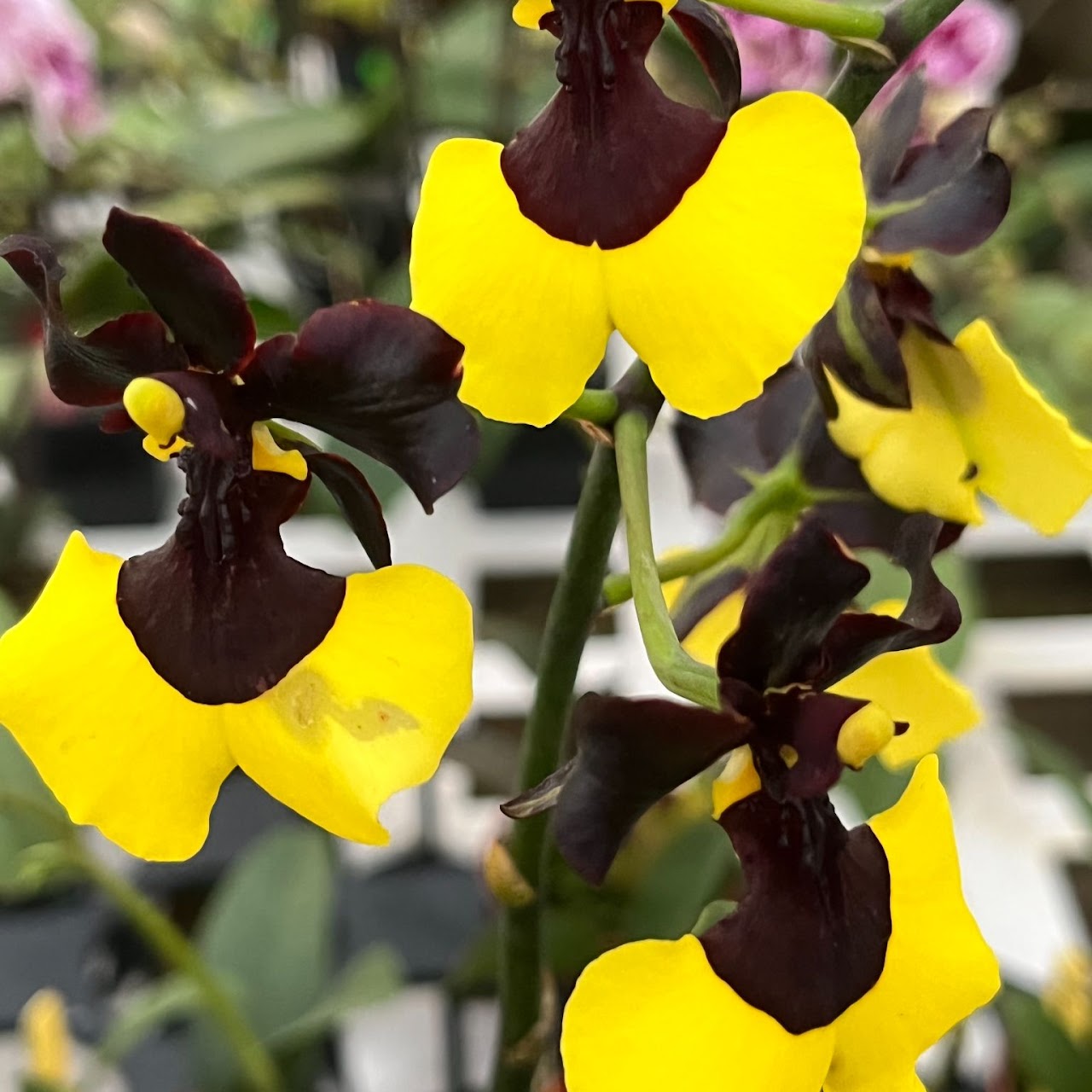 Oncidium (Gomesa) Jiaho Queen 'Jiaho' GM/TOGA (Mulattas' Dancing x varicosa) Compact — Oncidium Alliance, Natt's Orchids