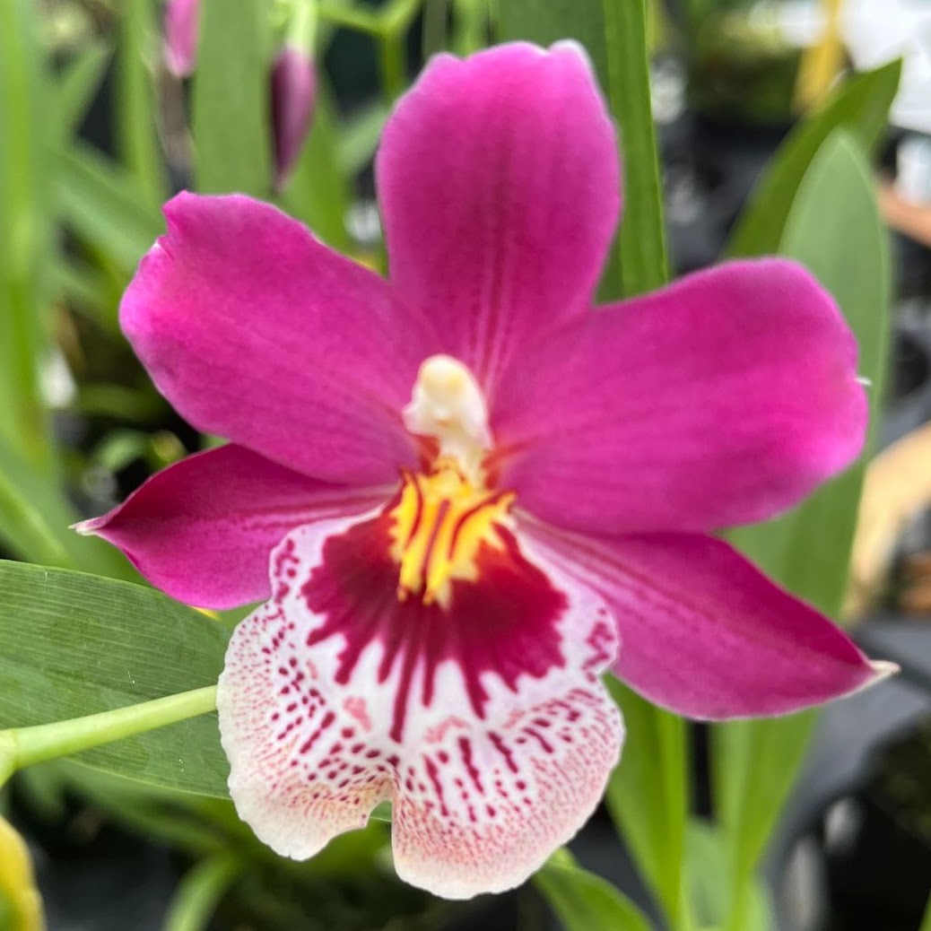 Oncidopsis Onolicious (Oip Francine x Miltoniopsis Pearl Ono) — Oncidium Alliance, Natt's Orchids