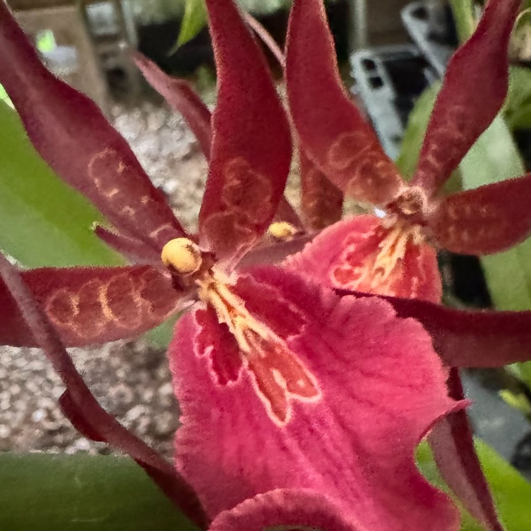 Bratonia (Miltassia) Royal Robe (Bratonia Erachne x Milt Seminole Blood) — Oncidium Alliance, Natt's Orchids