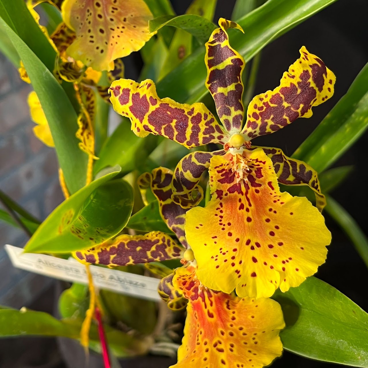 Aliceara Hilo Ablaze 'Hilo Gold' HCC/AOS (Bratonia Olmec x Gomesa Mantinii) — Oncidium Alliance, Natt's Orchids