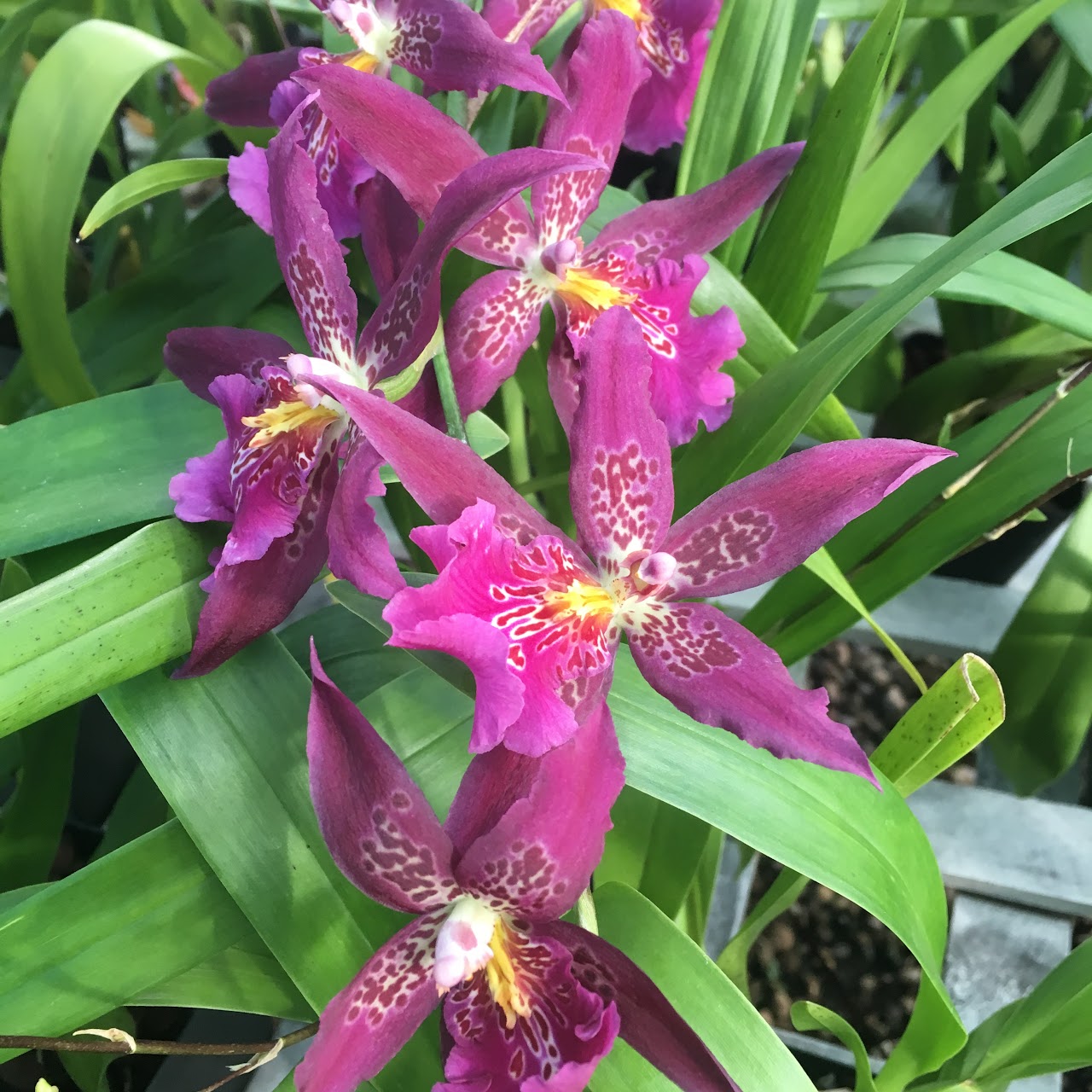 Aliceara (Beallara) Marfitch (Bratonia Charles M. Fitch x Onc Fremar) — Oncidium Alliance, Natt's Orchids