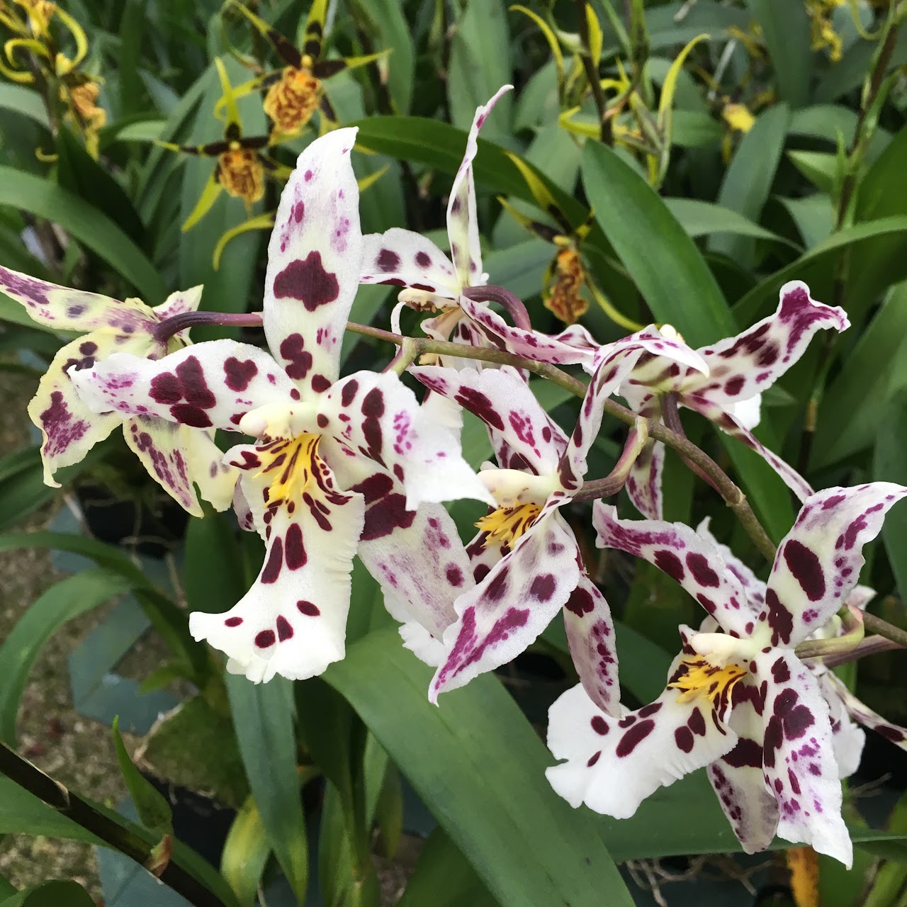 Aliceara (Beallara) Tropic Lily (Onc. Nichirei Lilac × Alcra. Tropic Splendor ) — Oncidium Alliance, Natt's Orchids