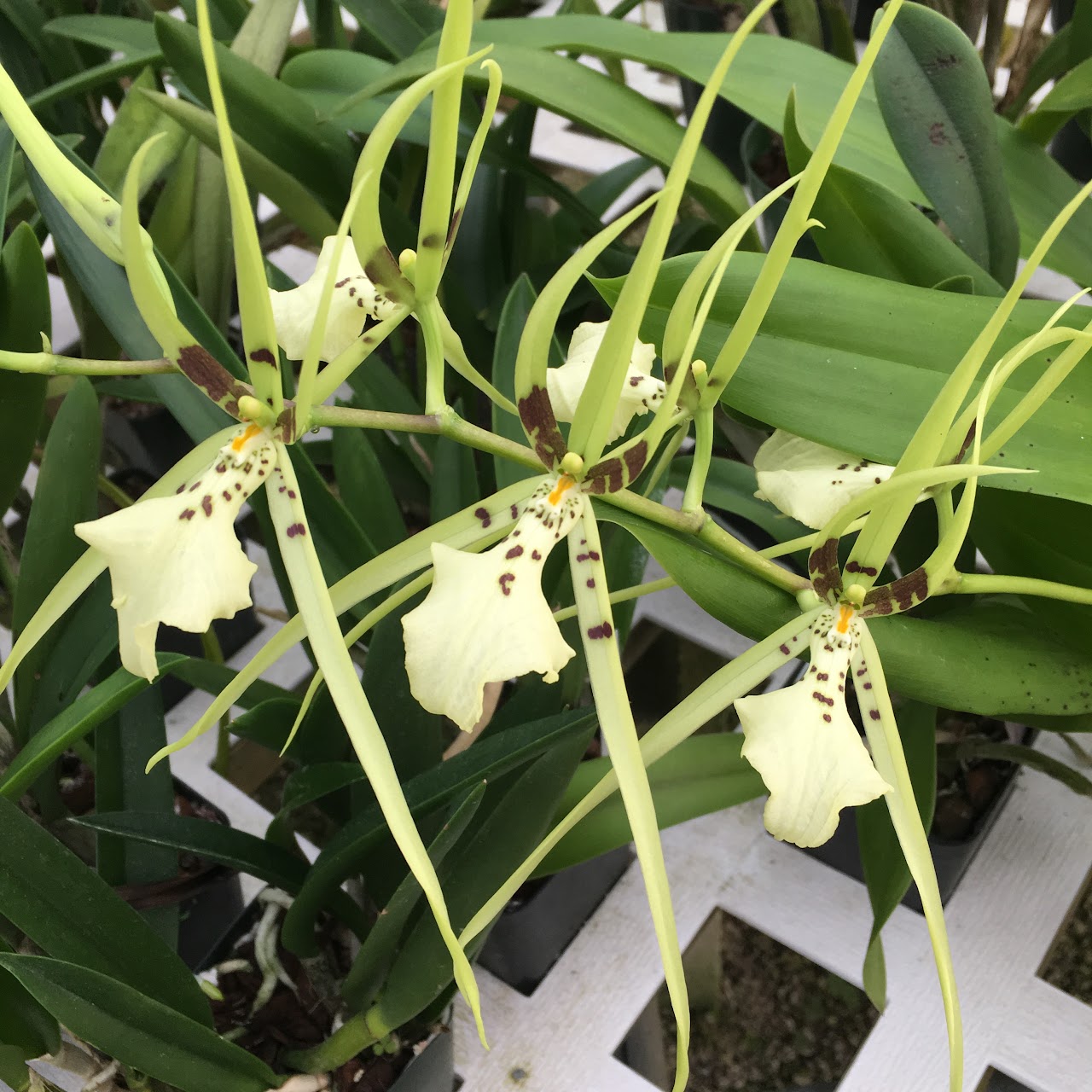 Brassia Spider's Gold 'Prolific ' — Oncidium Alliance, Natt's Orchids
