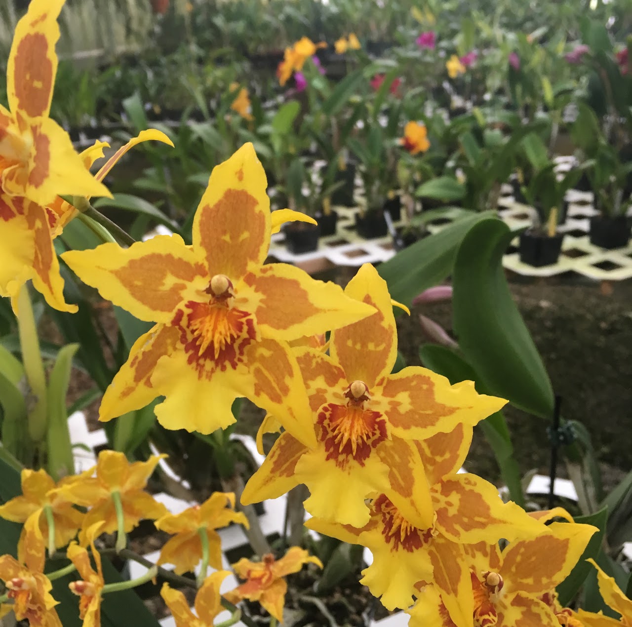Brassidium Golden Harry 'Sun Dance' — Oncidium Alliance, Natt's Orchids