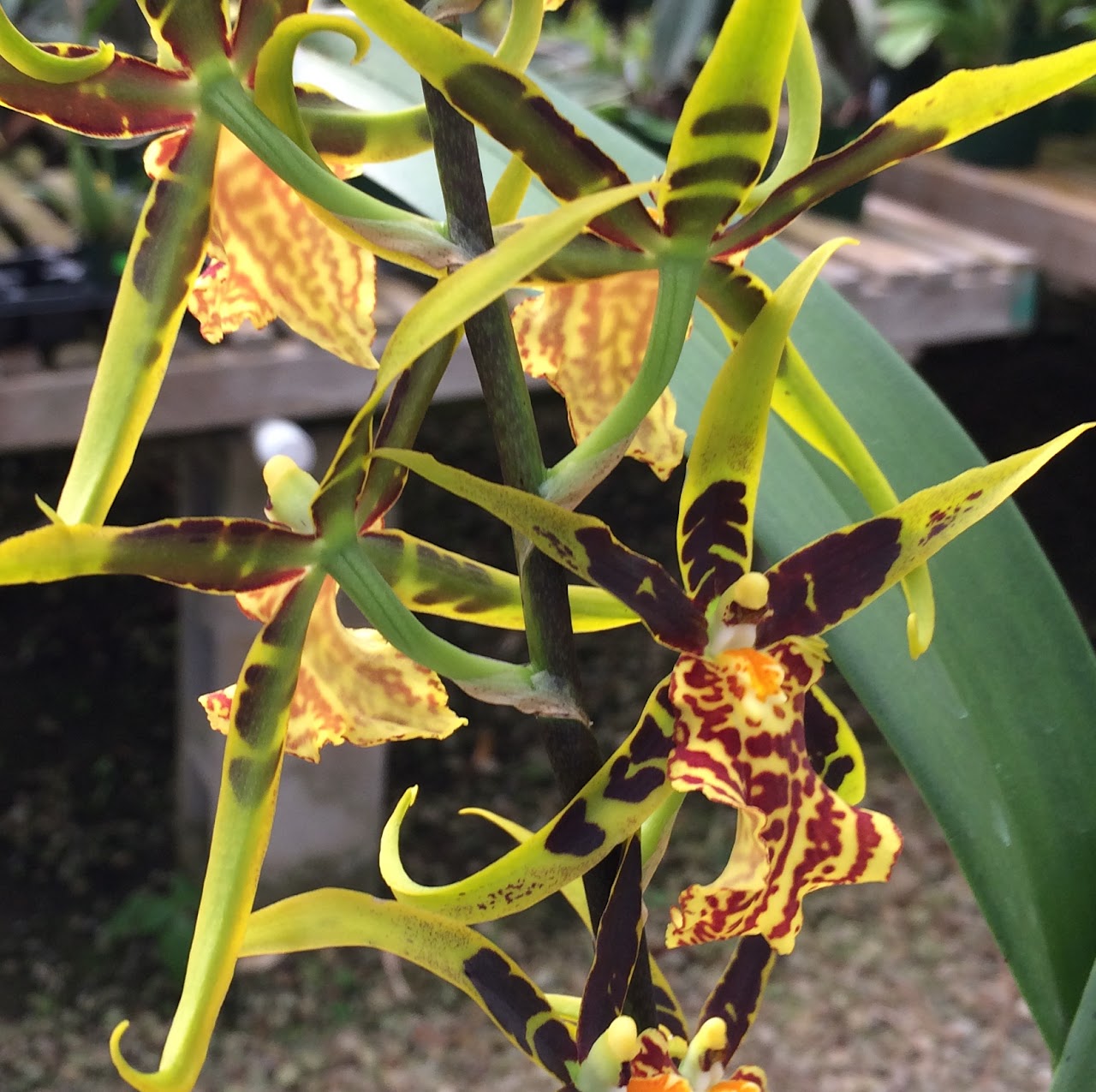 Brasidostele (Banfieldara) Gilded Tower 'Mystic Maze' — Oncidium Alliance, Natt's Orchids