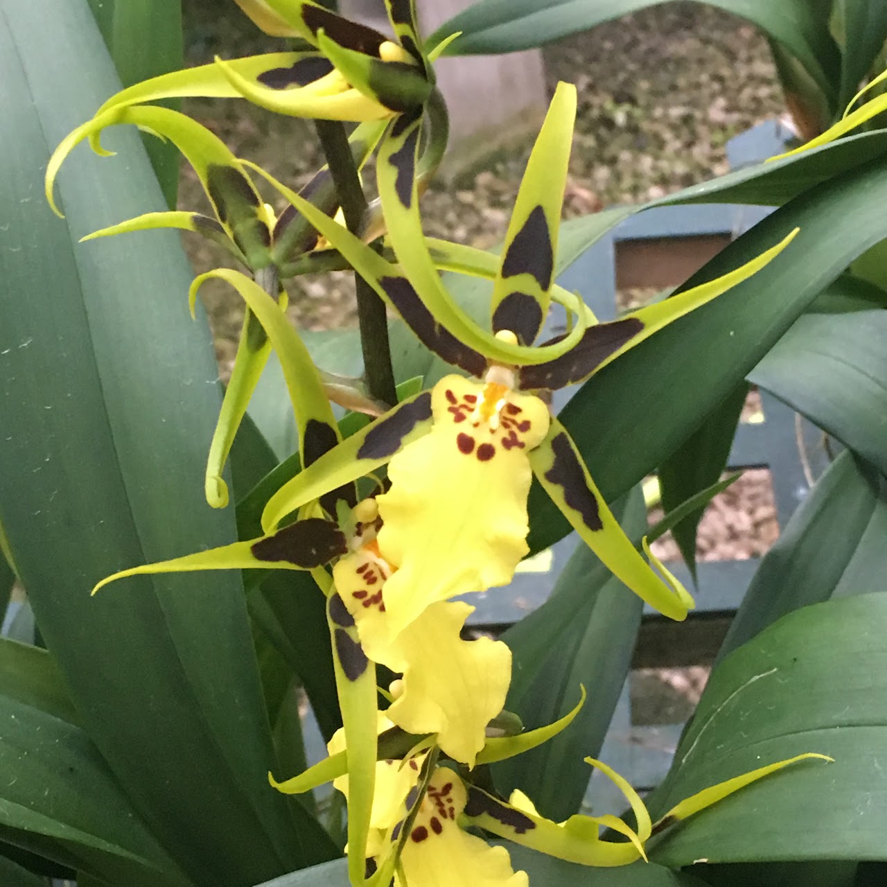 Brasidostele (Banfieldara) Gilded Tower 'Yellow Star' — Oncidium Alliance, Natt's Orchids