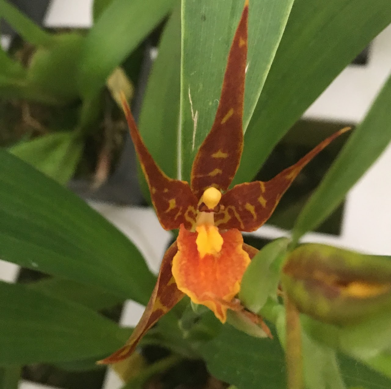 Brassostele (Adaglossum) Tarantula 'Sweet Orange' — Oncidium Alliance, Natt's Orchids