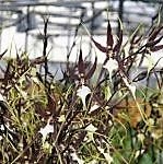 Bratonia (Miltassia) Kauai's Choice — Oncidium Alliance, Natt's Orchids