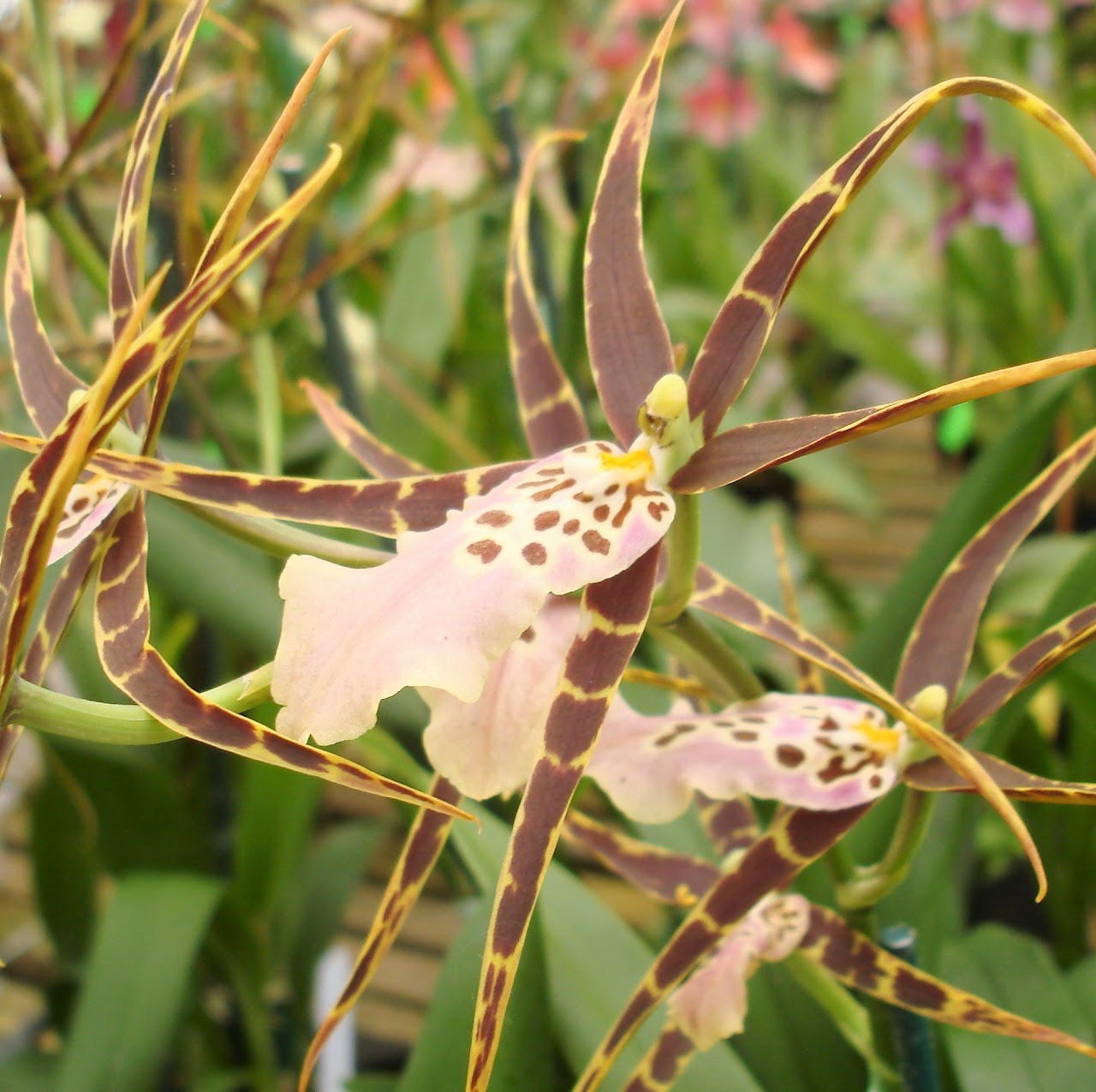 Bratonia (Miltassia) Shelob — Oncidium Alliance, Natt's Orchids