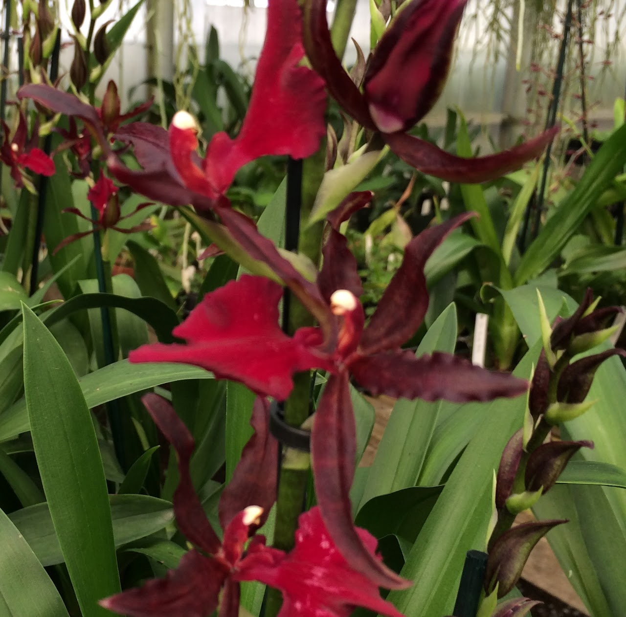 Colmanara Masai Red — Oncidium Alliance, Natt's Orchids