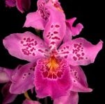 Miltonidium (Vuylstekeara) Carnivale 'Rio' — Oncidium Alliance, Natt's Orchids