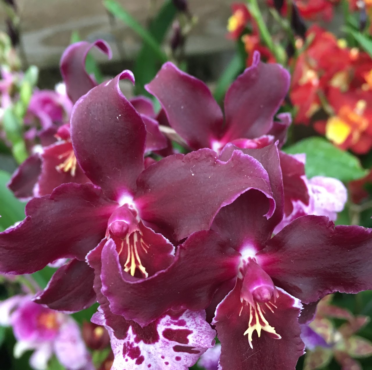 Miltonidium (Vuylstekeara) Melissa Brianne 'Dark' — Oncidium Alliance, Natt's Orchids