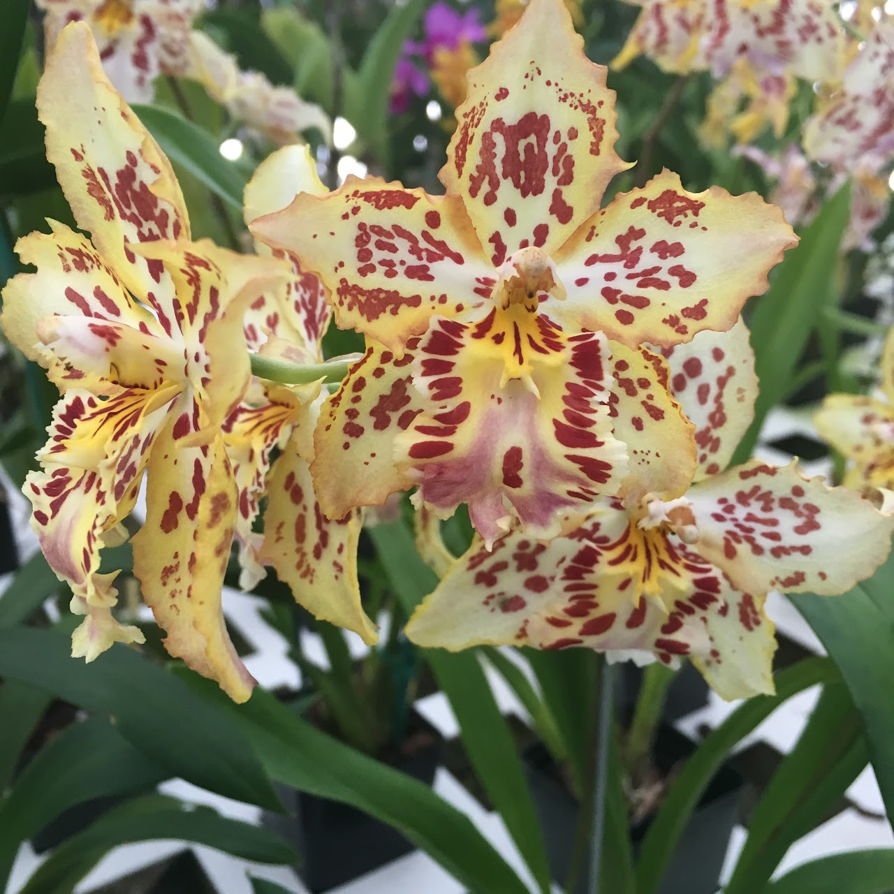 Oncidium Brennan Scott Barfield — Oncidium Alliance, Natt's Orchids