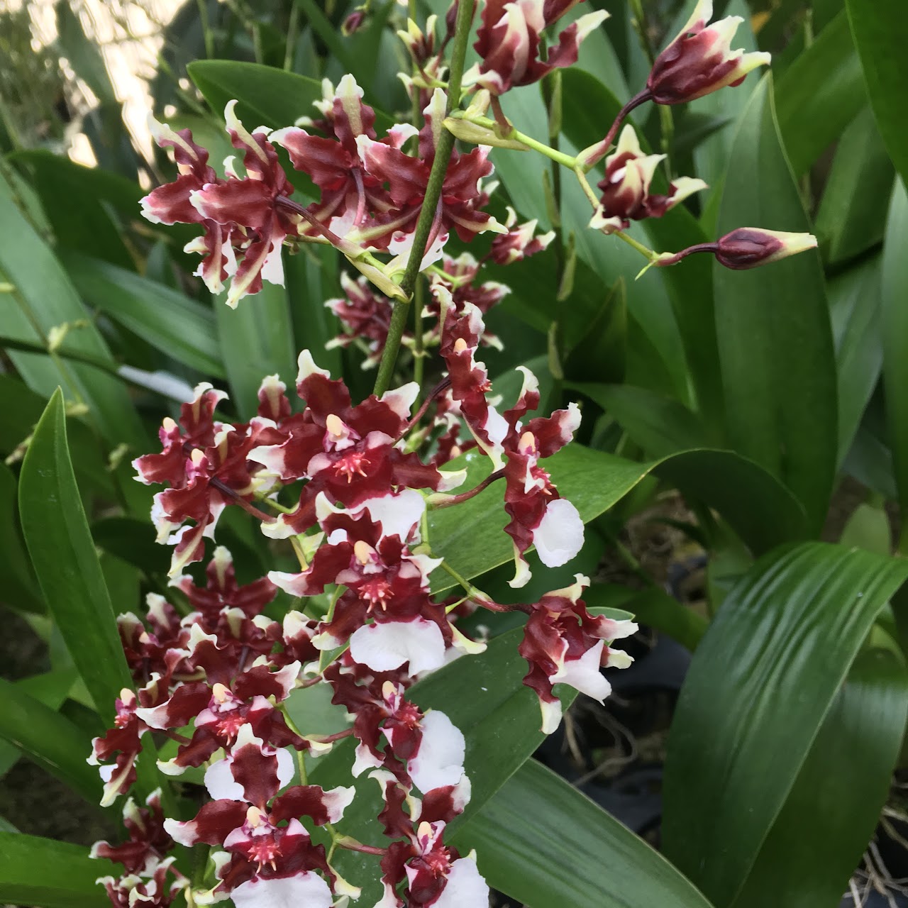 Oncidium Heaven Scent 'Redolence' — Oncidium Alliance, Natt's Orchids
