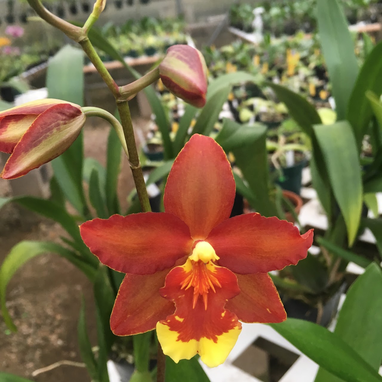 Oncidium (Wilsonara) Hilda Plumtree 'Purple Wings' (Onc. Tiger Butter x Onc. Remembrance) — Oncidium Alliance, Natt's Orchids