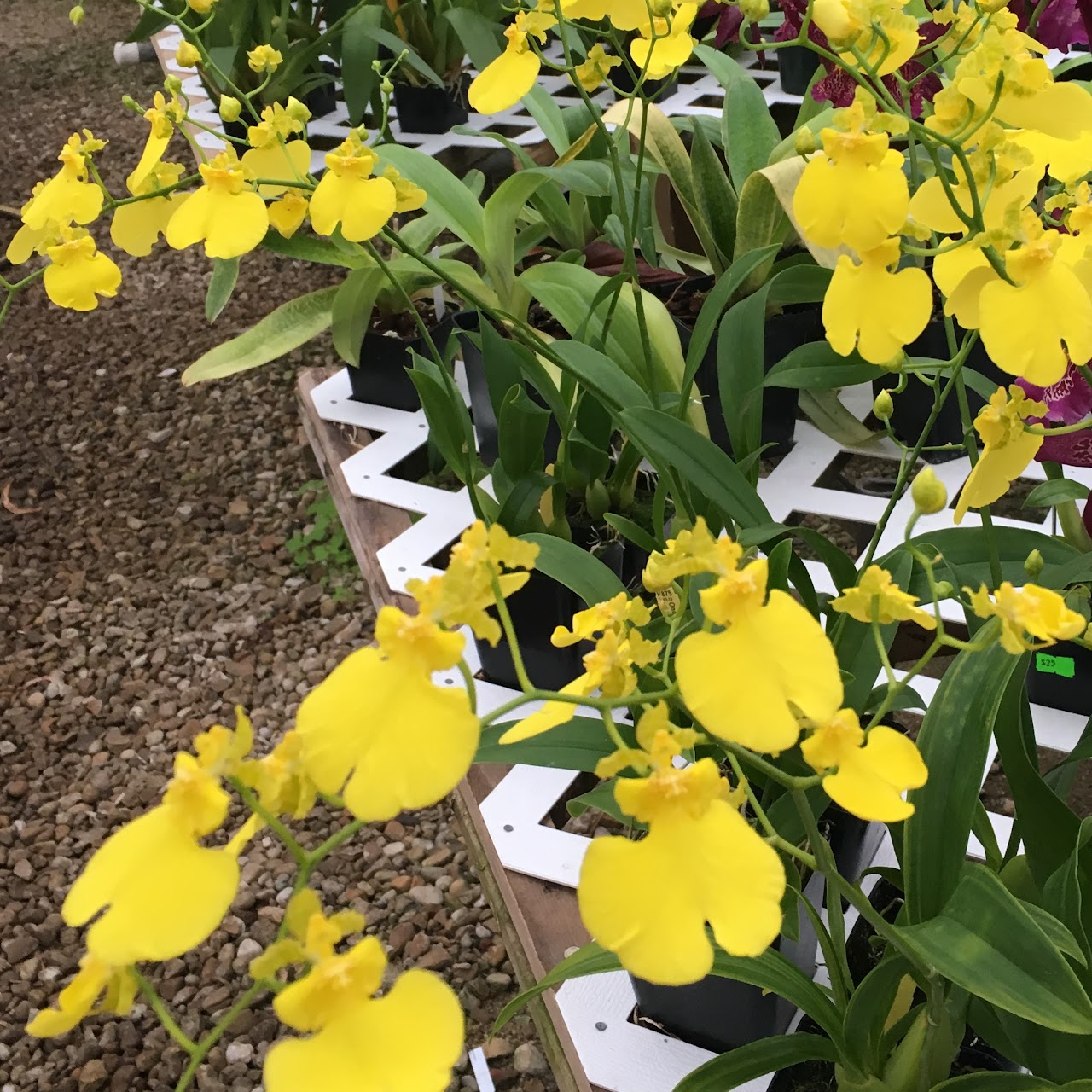Oncidium Sweet Sugar 'Lemon Drop' — Oncidium Alliance, Natt's Orchids