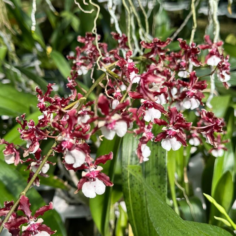 Oncidium Sharry Baby — Oncidium Alliance, Natt's Orchids