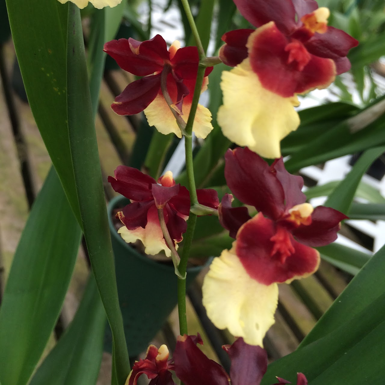 Oncidium Volcano Hula Halau 'Volcano Queen' — Oncidium Alliance, Natt's Orchids
