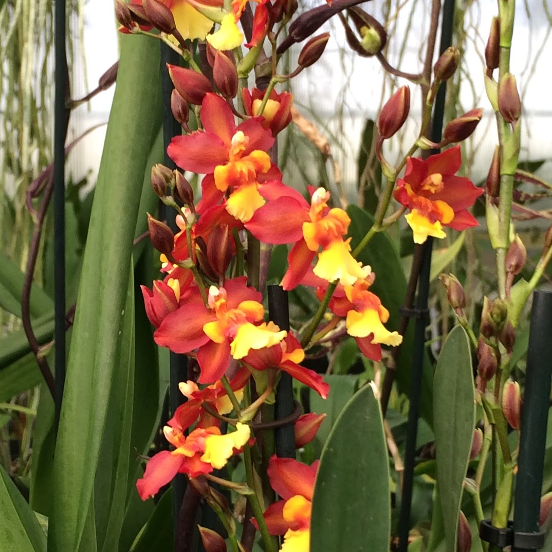 Oncidium Volcano Midnight 'Volcano Queen' — Oncidium Alliance, Natt's Orchids