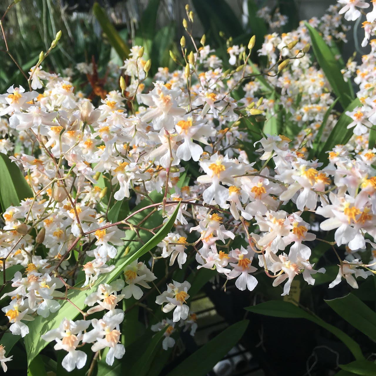 Oncidium Tsiku Marguerite (Twinkle x sotoanum) — Oncidium Alliance, Natt's Orchids