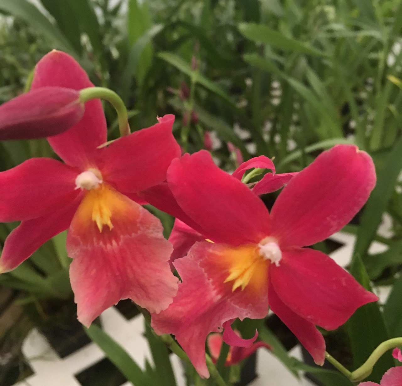 Oncidopsis (Burrageara) Francine 'Roseglow' — Oncidium Alliance, Natt's Orchids
