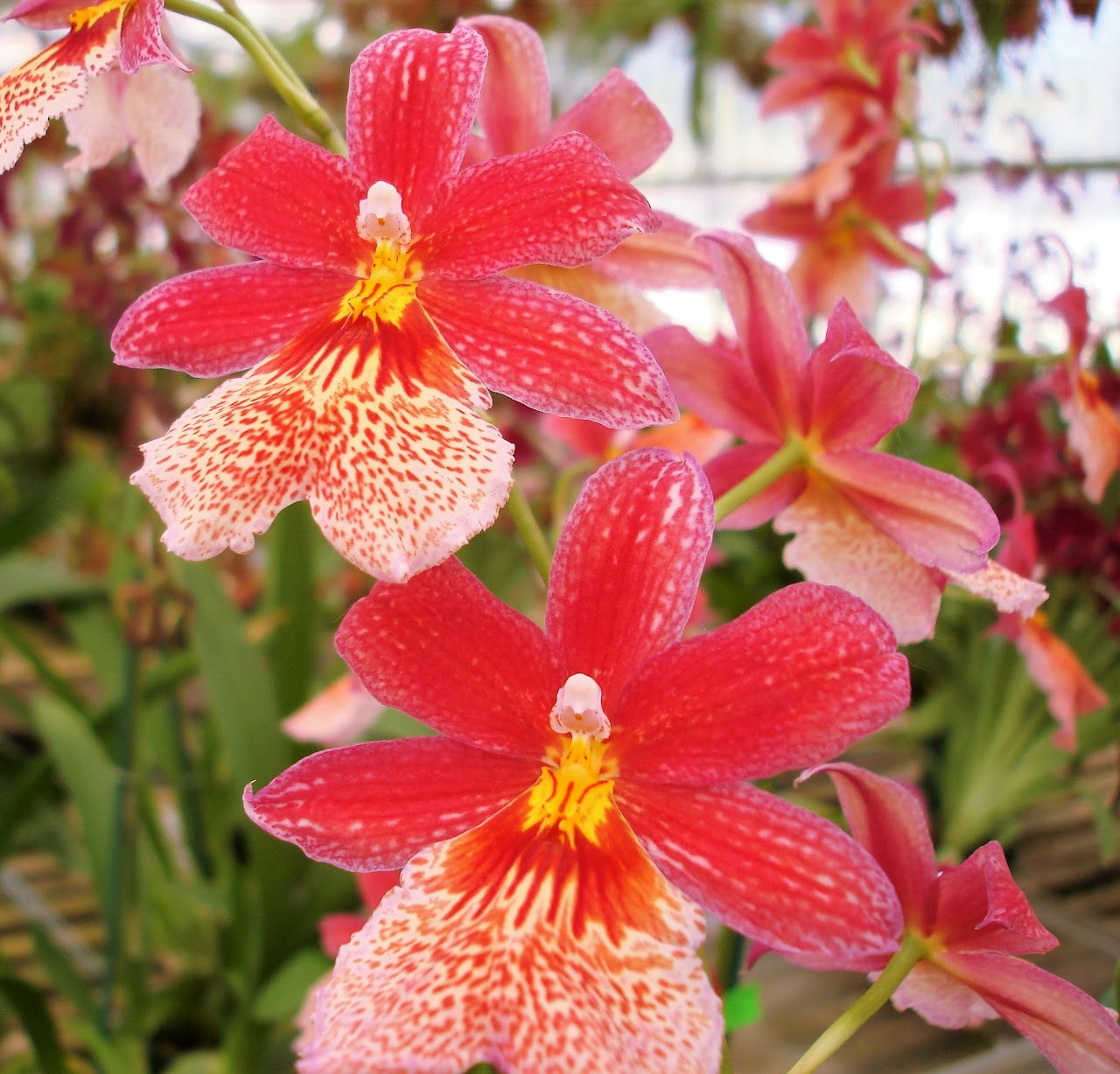 Oncidopsis (Burrageara) Nelly Isler 'Swiss Beauty ' — Oncidium Alliance, Natt's Orchids