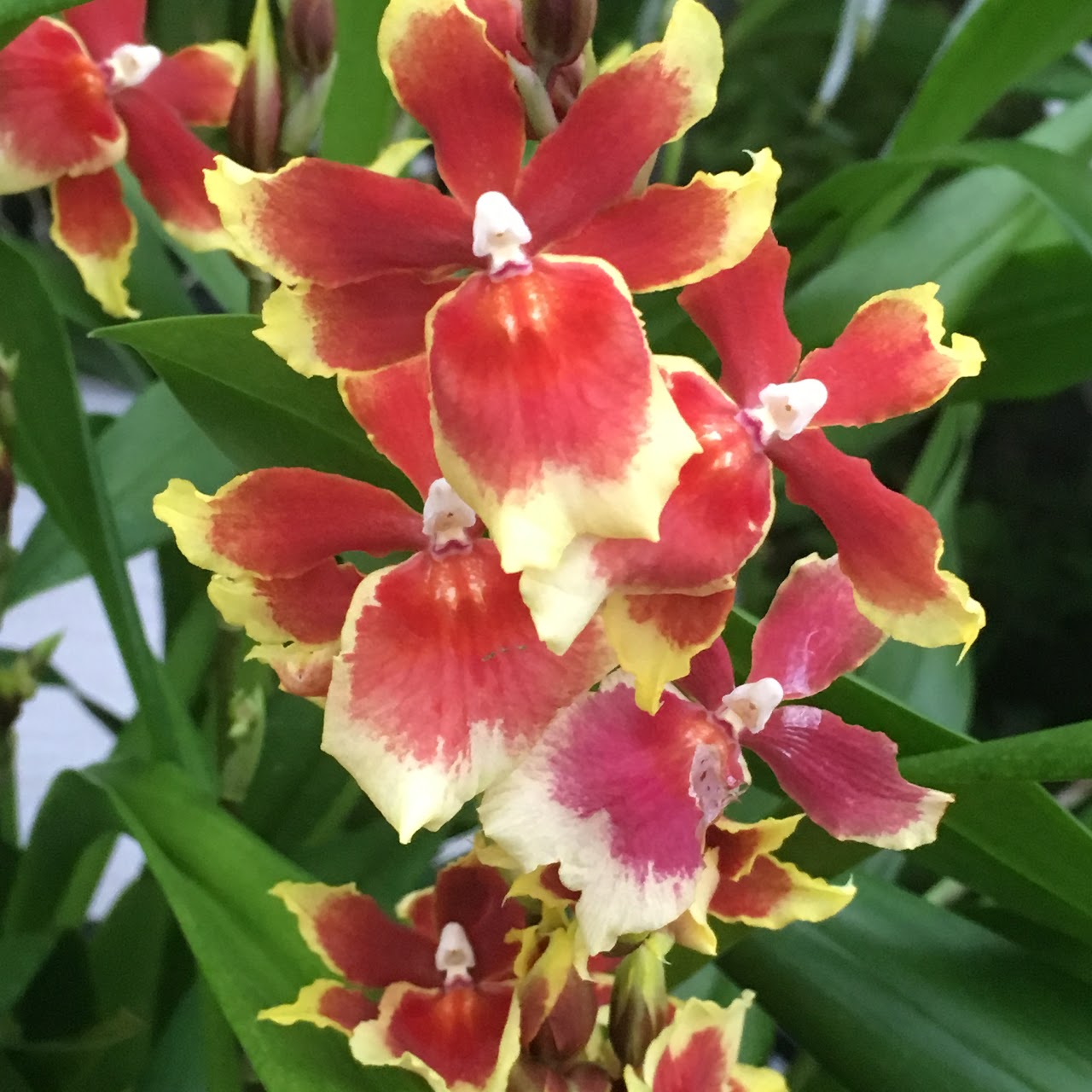 Oncidopsis (Miltonidium) Pacific Waters 'Paul's Pride' — Oncidium Alliance, Natt's Orchids