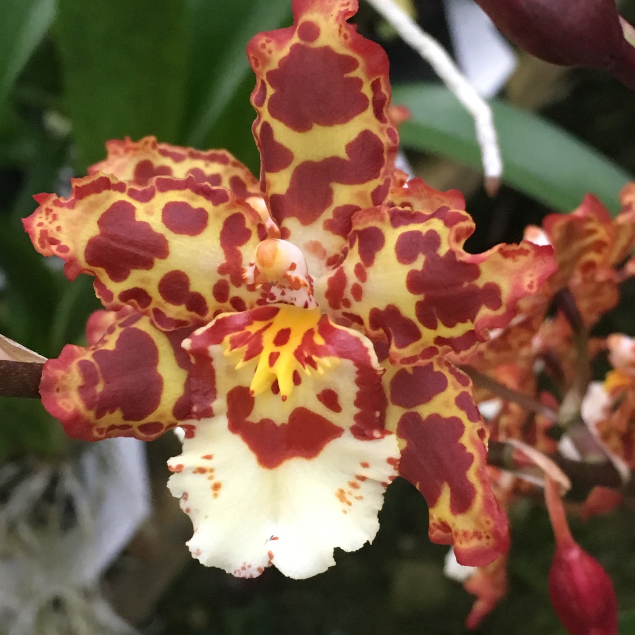 Oncostele Eye Candy ‘Penny Candy’ — Oncidium Alliance, Natt's Orchids