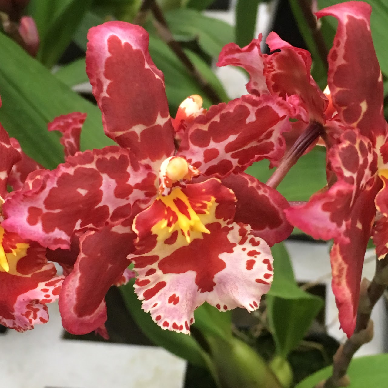 Oncostele Eye Candy ‘Pinkie’ — Oncidium Alliance, Natt's Orchids