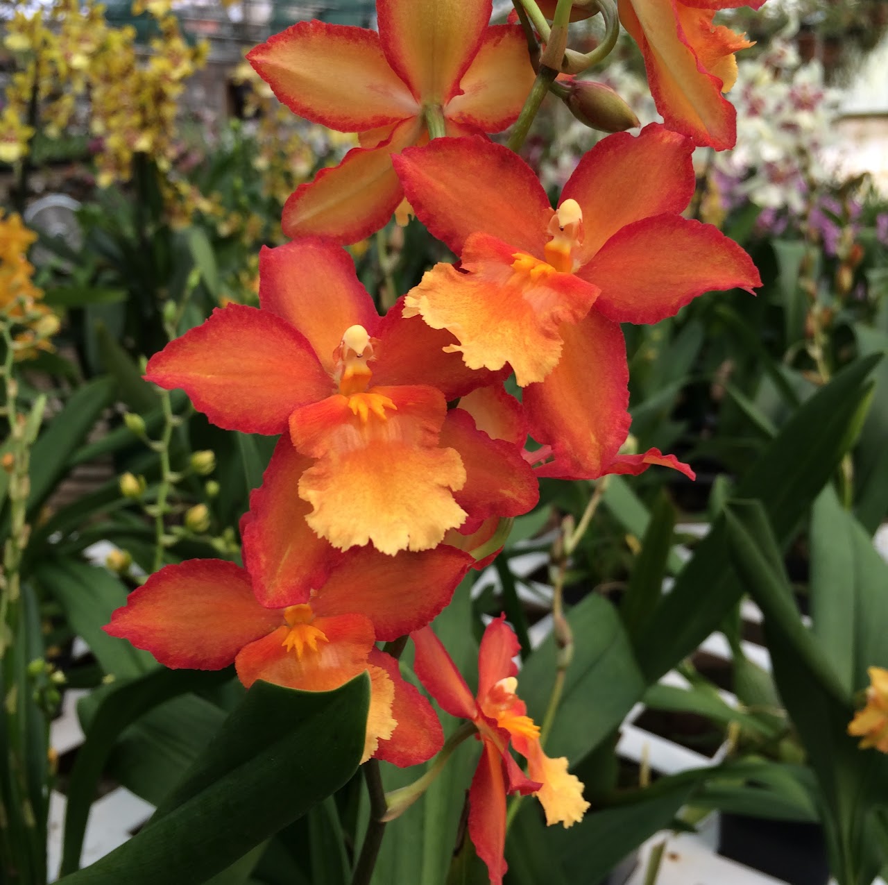 Oncostele (Wilsonara) Romance 'Oro Rojo' — Oncidium Alliance, Natt's Orchids