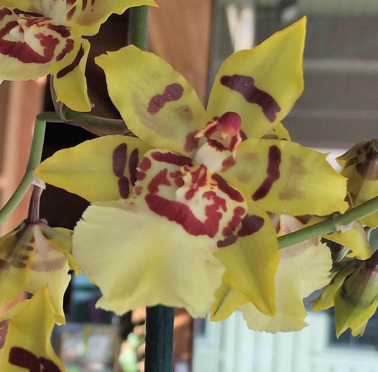 Oncostele (Colmanara) Wildcat 'Yellow King' — Oncidium Alliance, Natt's Orchids