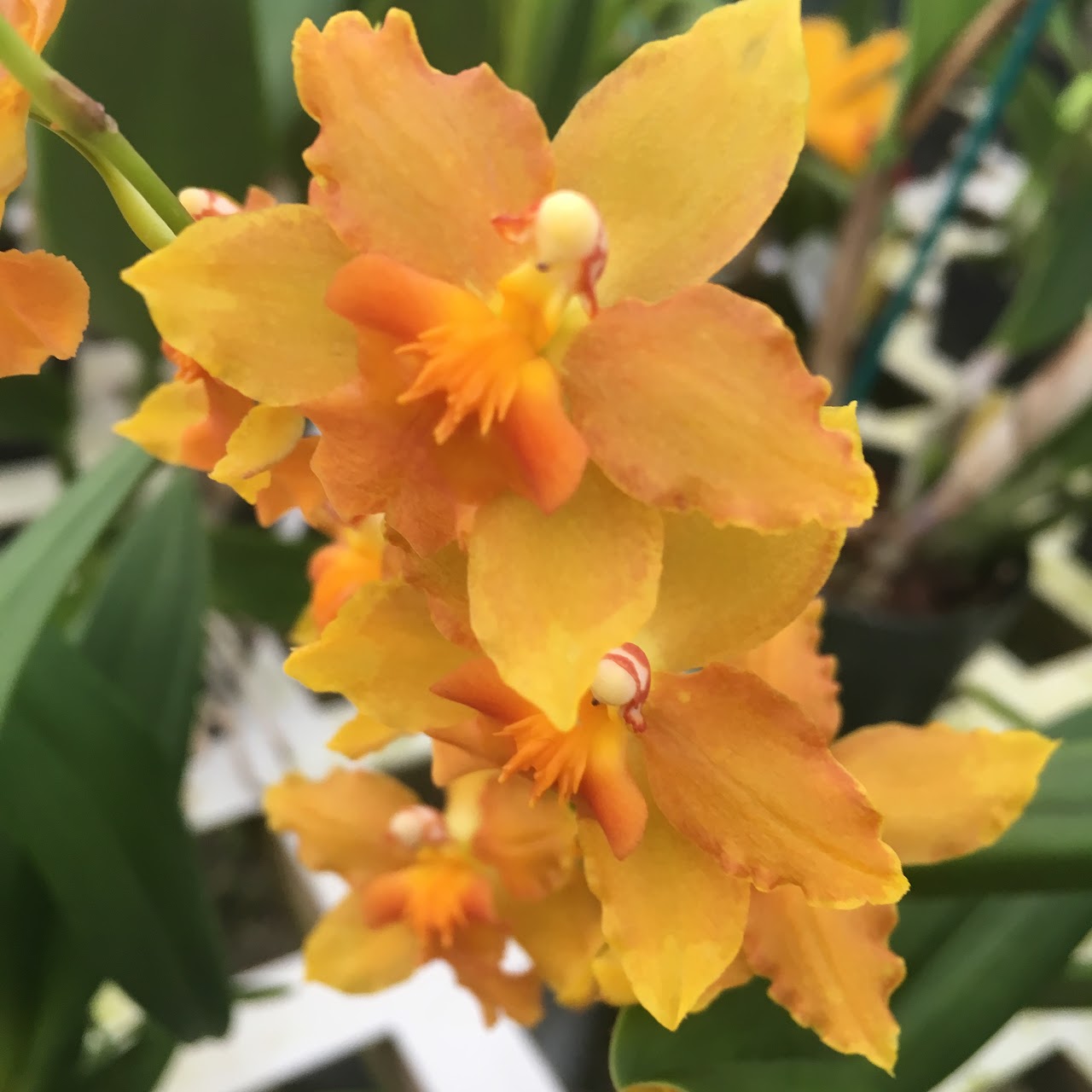 Oncostelopsis (Burrageara) Sunkissed 'Butter Cup' — Oncidium Alliance, Natt's Orchids