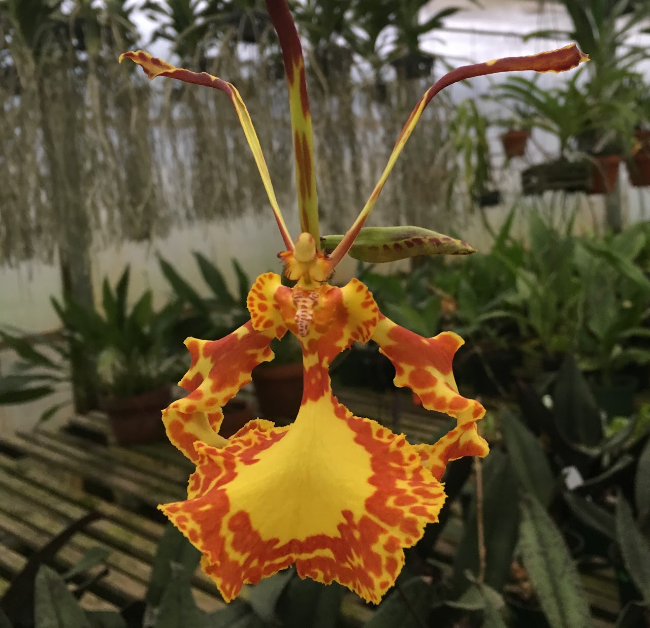 Psychopsis Mendenhall 'Hildos' FCC/AOS — Oncidium Alliance, Natt's Orchids