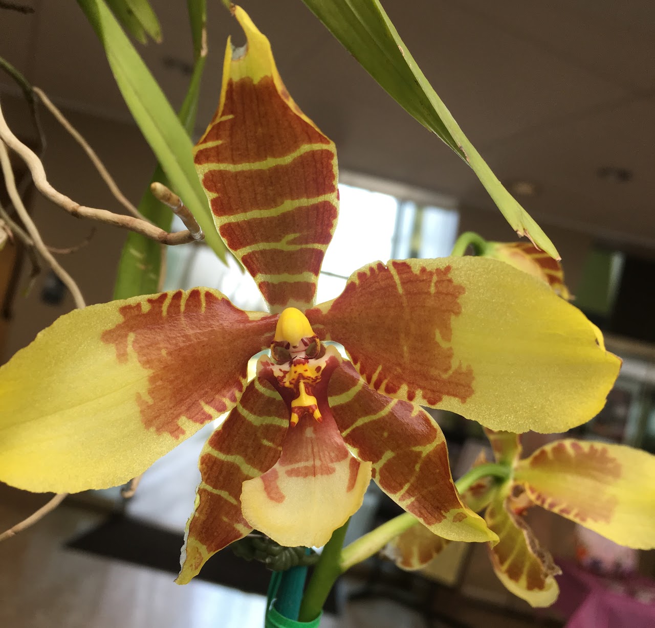 Rossioglossum williamsianum — Oncidium Alliance, Natt's Orchids
