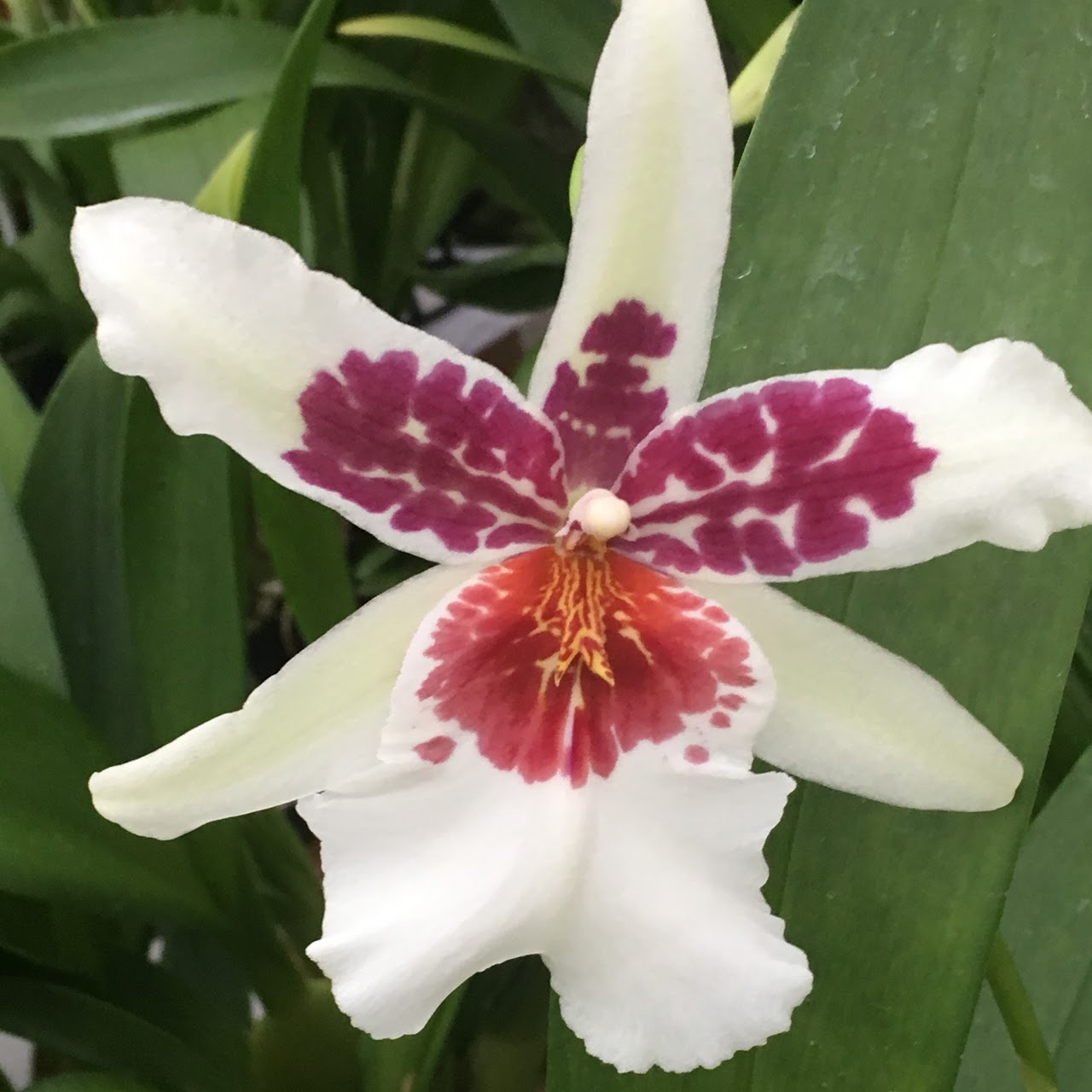 Schunkeara (Beallara) Big Shot 'Hilo Sparkle' — Oncidium Alliance, Natt's Orchids