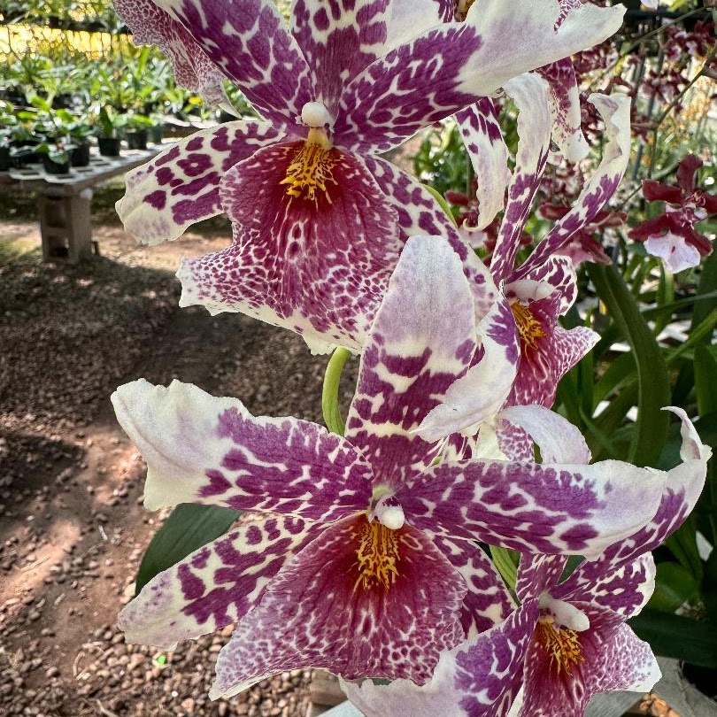 Schunkeara (Beallara) Big Shot ' Pink Leopard' — Oncidium Alliance, Natt's Orchids