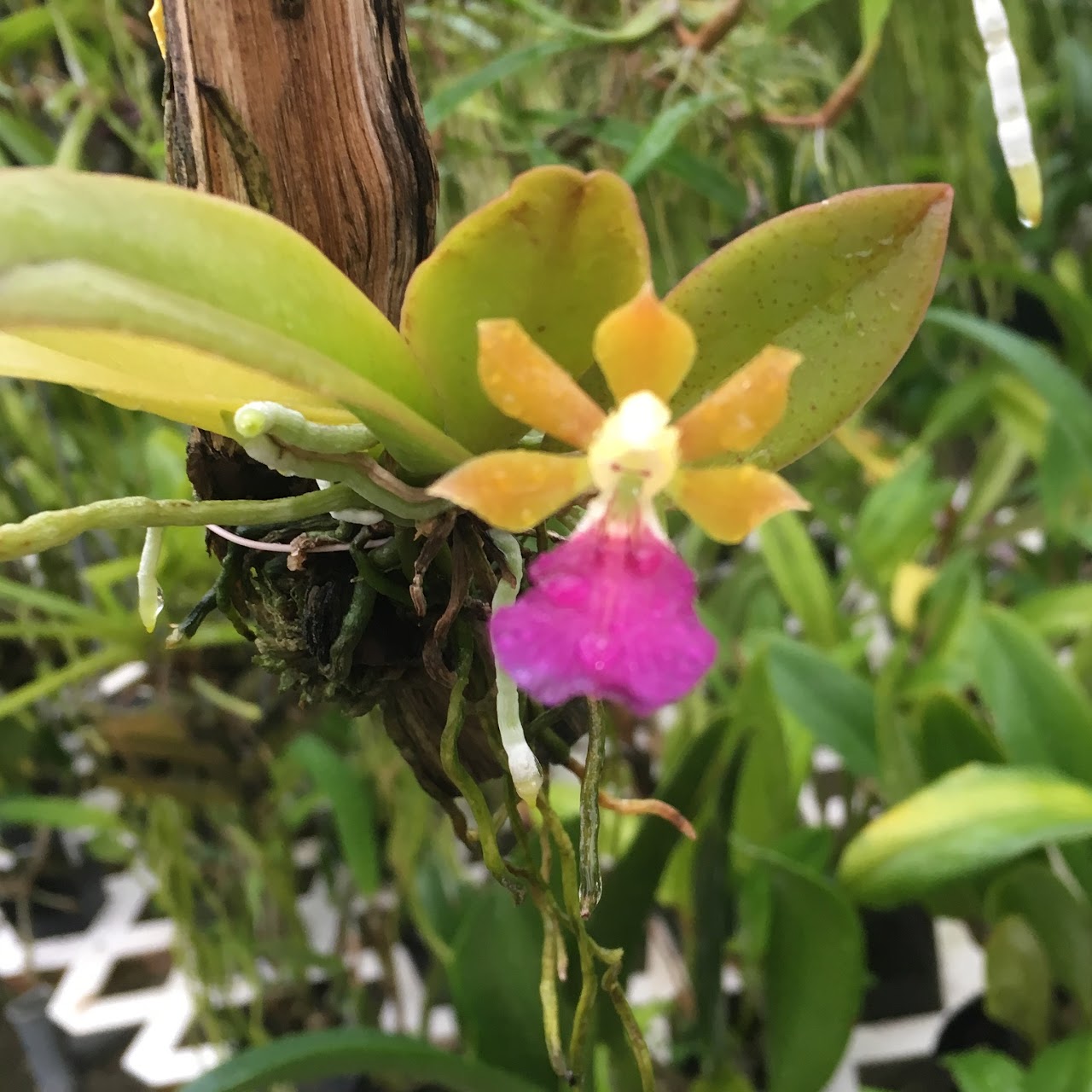 Trichocentrum albococcineum — Oncidium Alliance, Natt's Orchids
