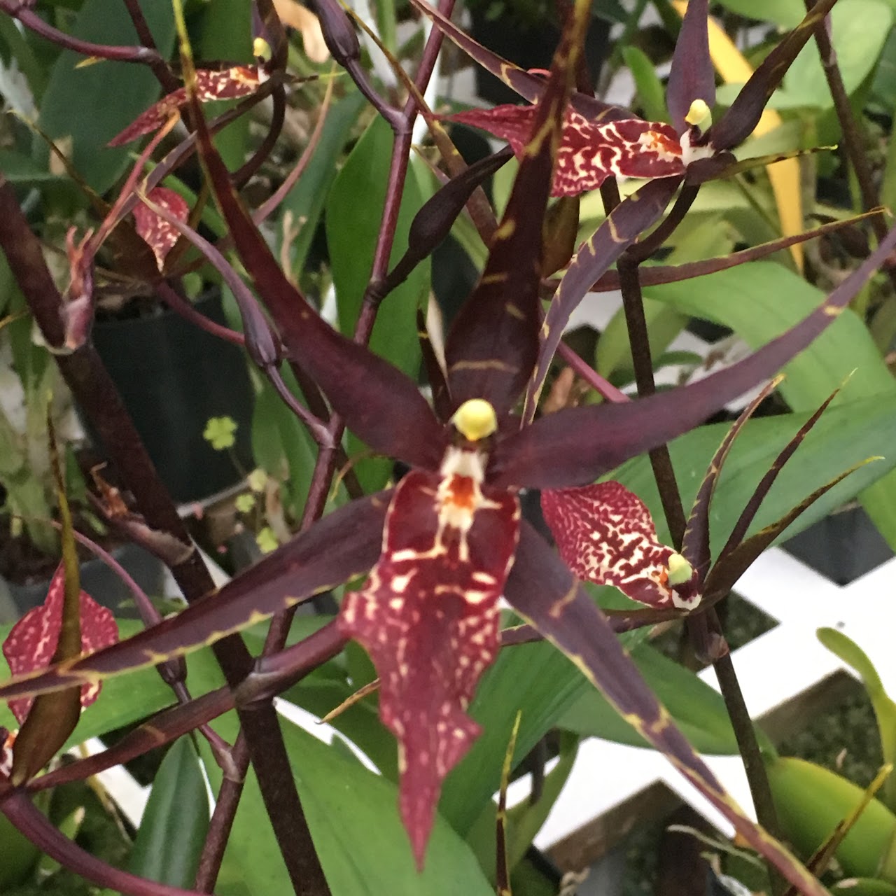 Wilhelmara (Degarmoara) Pinot Princess 'Scary' — Oncidium Alliance, Natt's Orchids