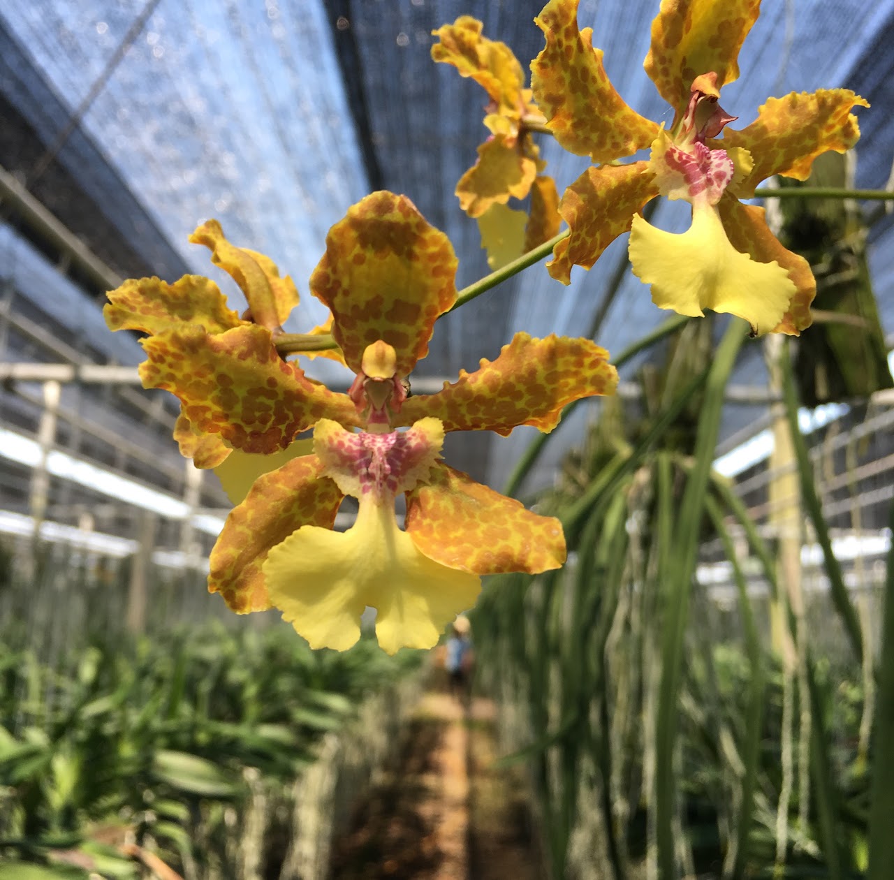 Trichocentrum Lillian Oka — Oncidium Alliance, Natt's Orchids