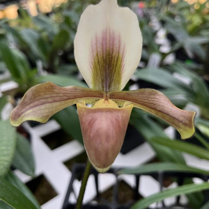 Paphiopedilum orchids at Natt's Orchids
