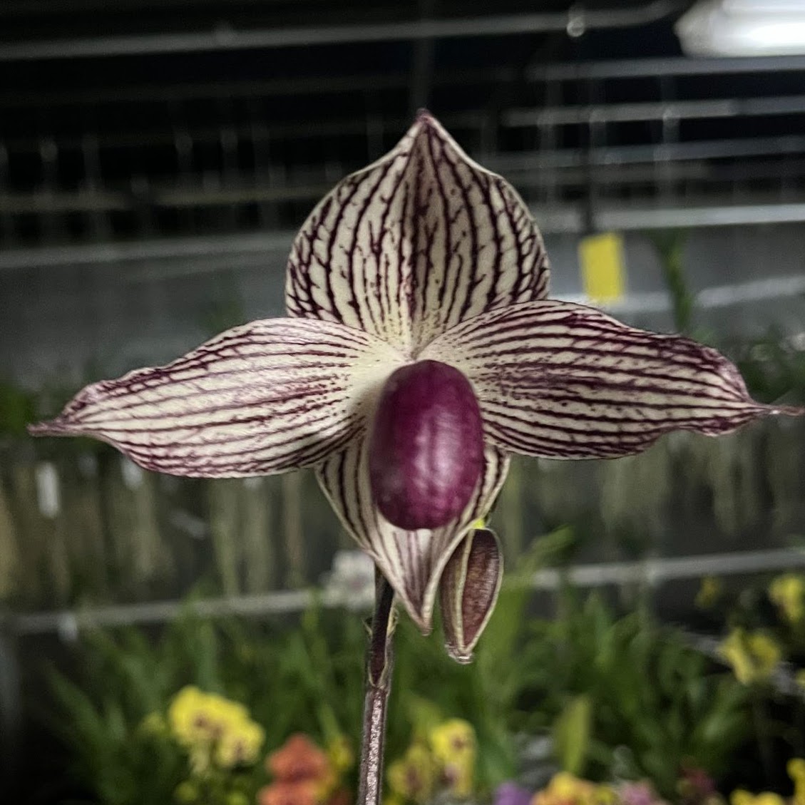 Paph Chou-Yi Rookie (r othschildianum x thaianum) — Paphiopedilum, Natt's Orchids