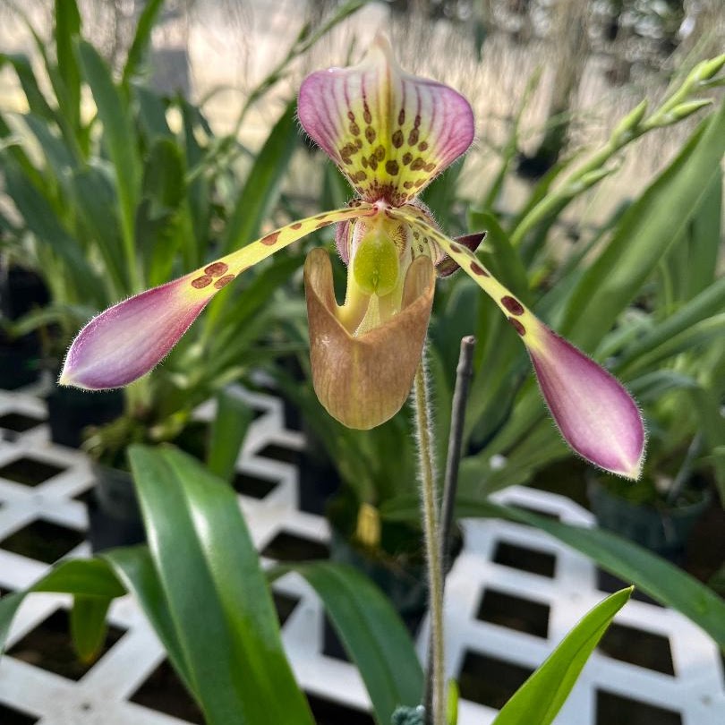 Paph haynaldianum — Paphiopedilum, Natt's Orchids