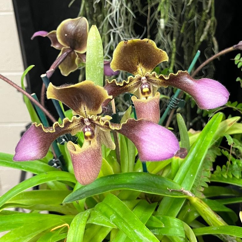Paphiopedilum hirsutissimum — Paphiopedilum, Natt's Orchids