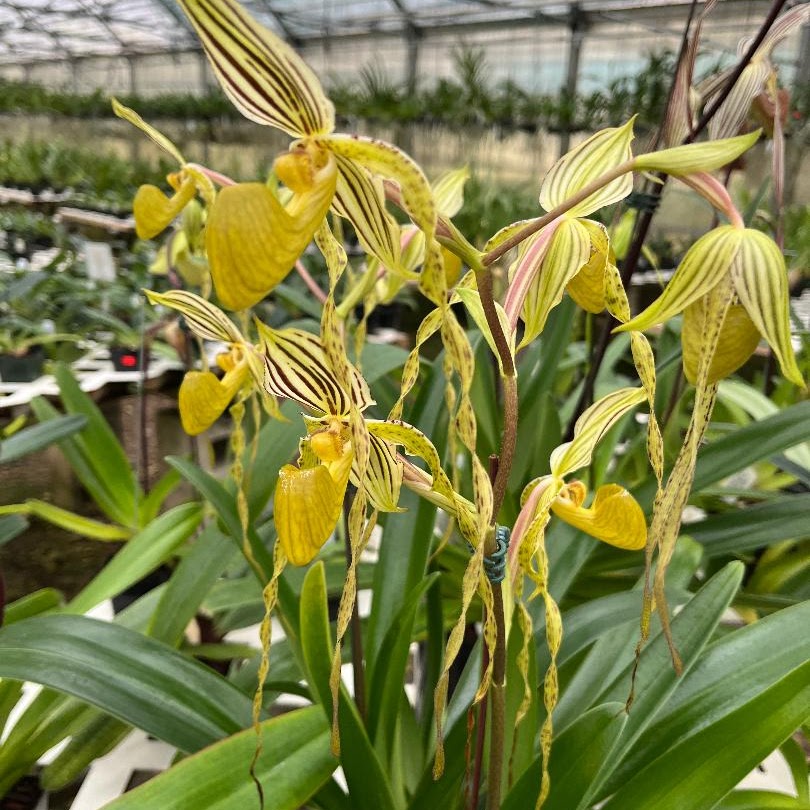Paphiopedilum philippinense fma alba — Paphiopedilum, Natt's Orchids