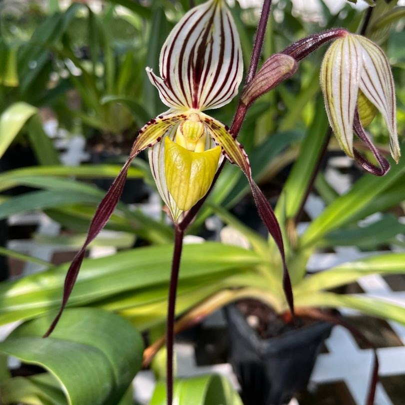 Paphiopedilum philippinense 2 years to bloom 2 " pot — Paphiopedilum, Natt's Orchids