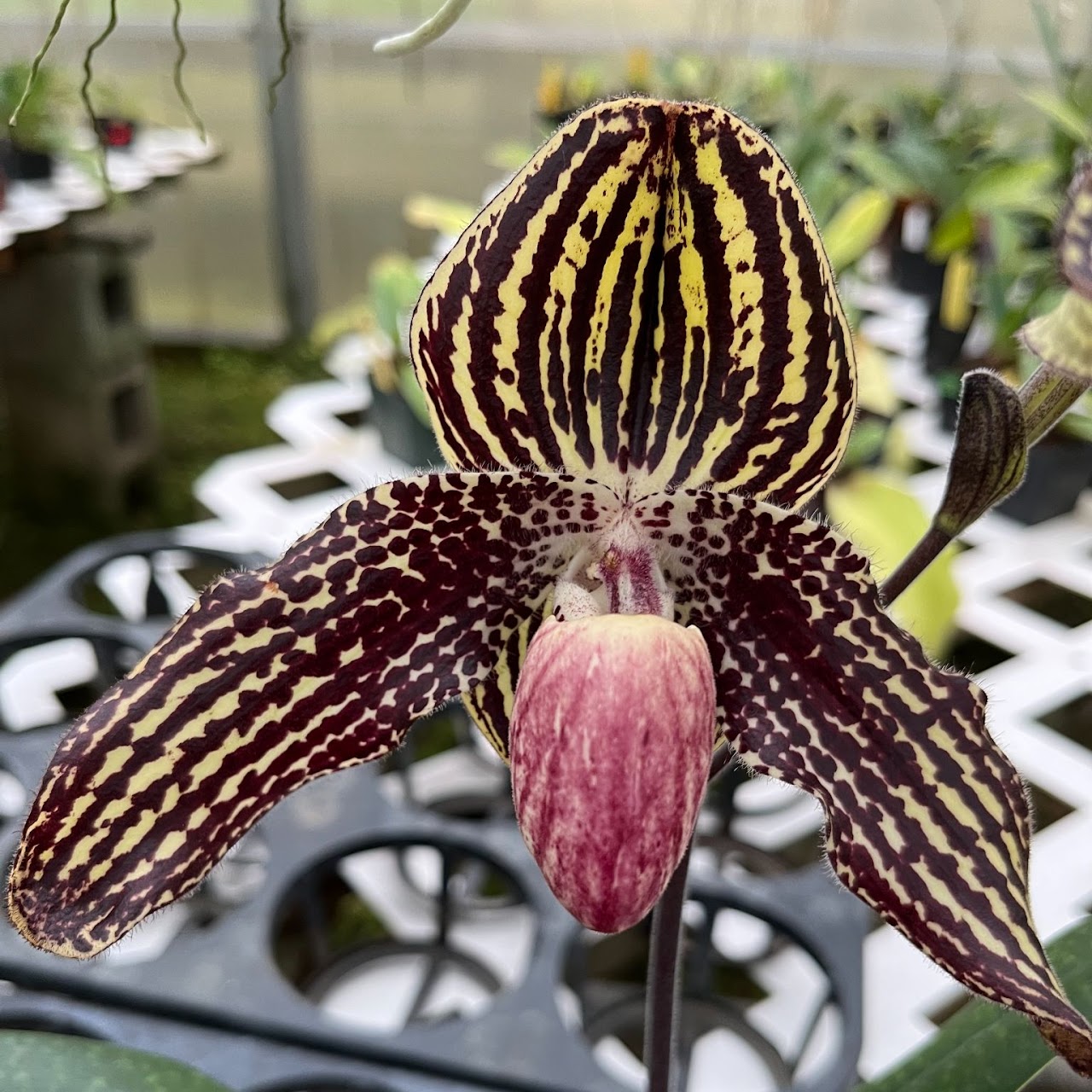 Paphiopedilum Sophia's Dreams (Hiro Luna ‘Tiger Mask’ x roth ‘X-Hot’ SSM/JOGA) (243) — Paphiopedilum, Natt's Orchids