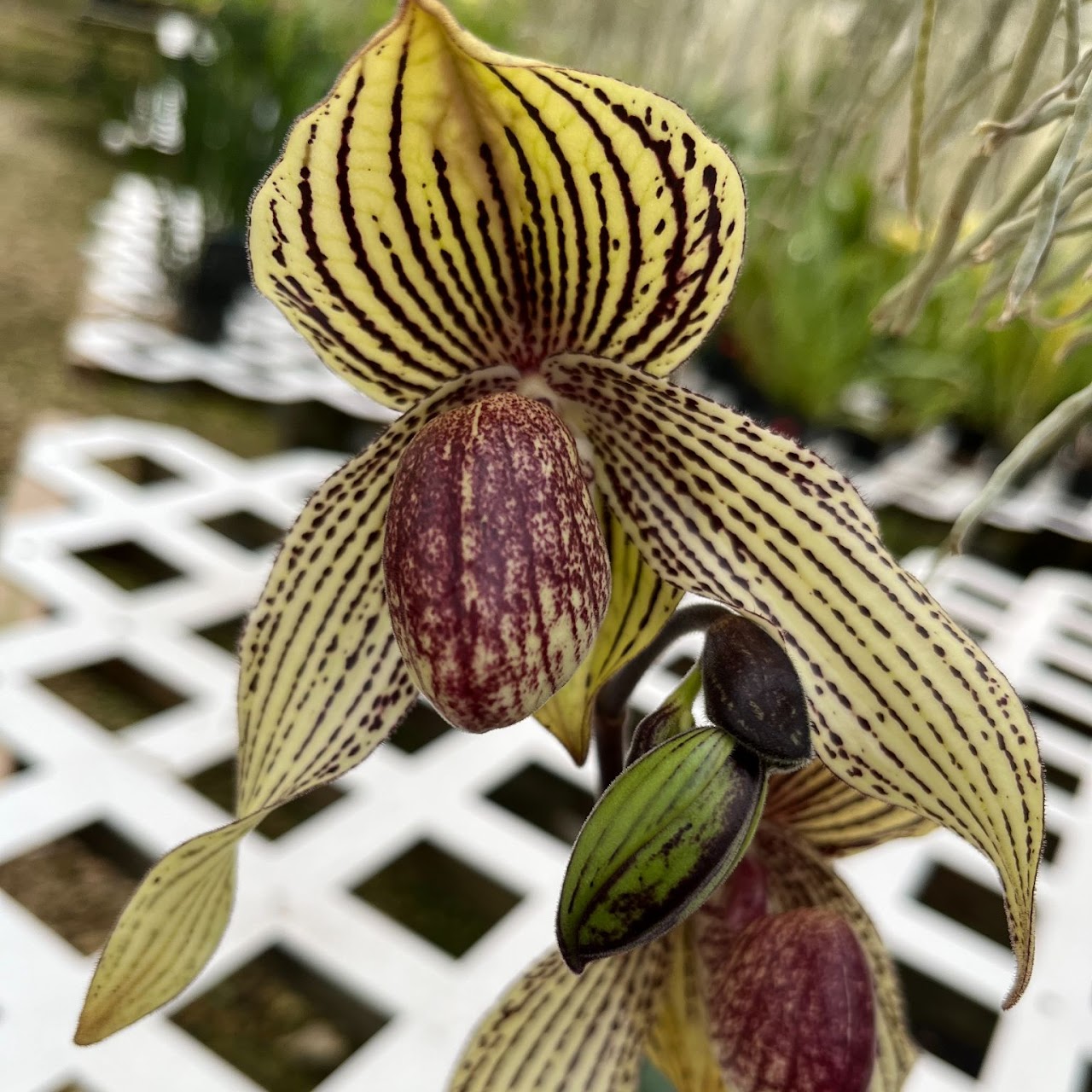 Paphiopedilum Mark Hasegawa (concolor 'Full Moon' x roth 'X-Hot' SSM/JOGA (#244) — Paphiopedilum, Natt's Orchids